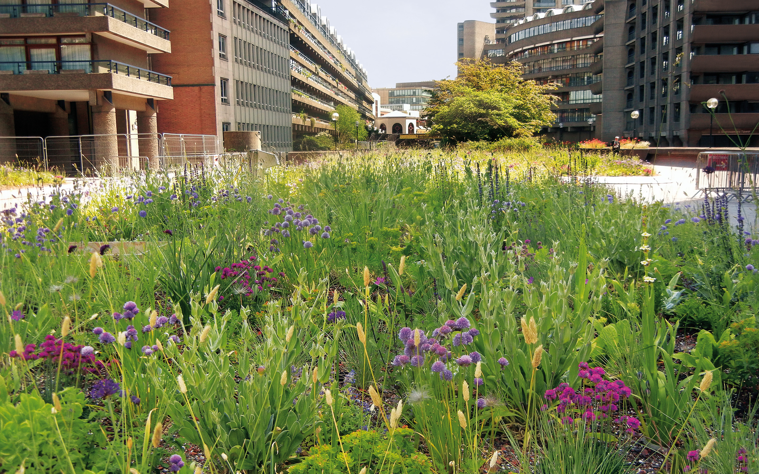The meadow-like flower-rich vegetation requires only little maintenance. Flowering meadow surrounded by buildings
